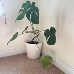 Monstera plant