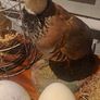 2 Taxidermy Birds Image 2