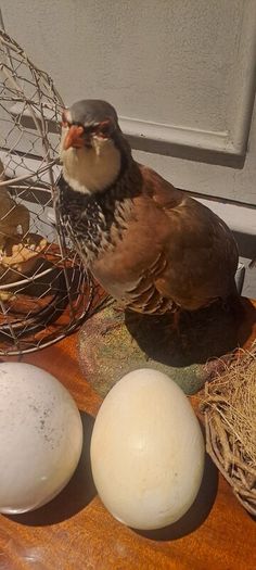 2 Taxidermy Birds