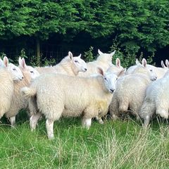 Cheviot Ewe Lambs