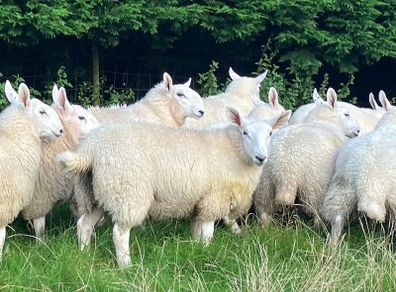 Cheviot Ewe Lambs