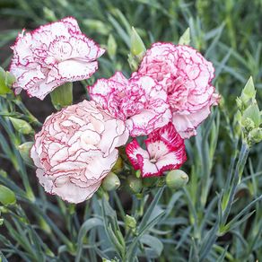 (D) Carnation Benigna seeds 0.5g (445848)