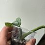 Philodendron Silver Sword Image 2