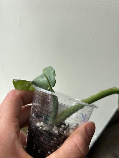 Philodendron Silver Sword