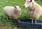 March 2025 lambs for sale,1 castrate and 1 female