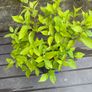 hydrangea paniculata Limelight Image 3