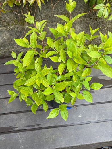 hydrangea paniculata Limelight