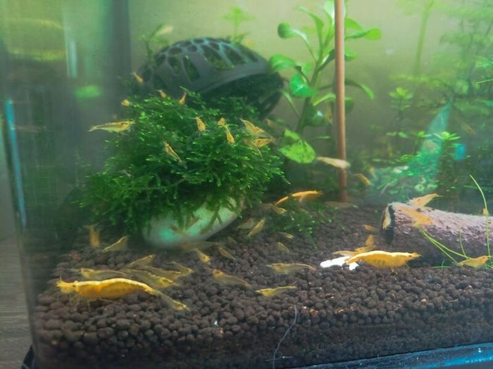 fish tank shrimp