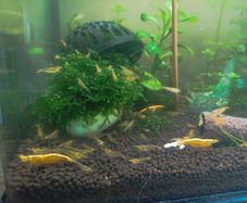 fish tank shrimp