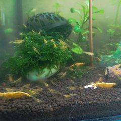 fish tank shrimp