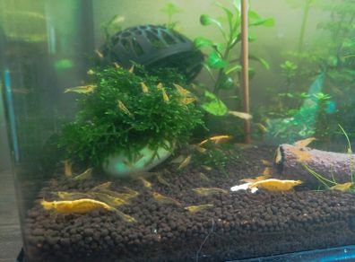 fish tank shrimp