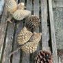 Very large Pine Cones Image 4