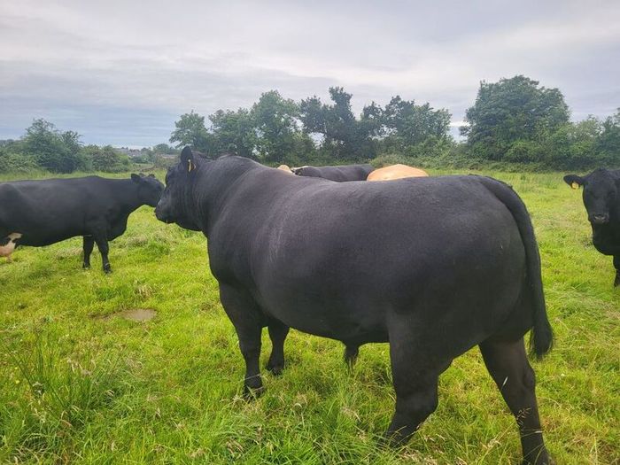 Angus Bull