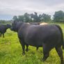 Angus Bull Image 3
