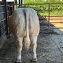 Pedigree Charolais Bull Image 2
