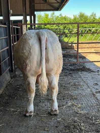 Pedigree Charolais Bull