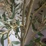 Very  large Olive tree Image 2