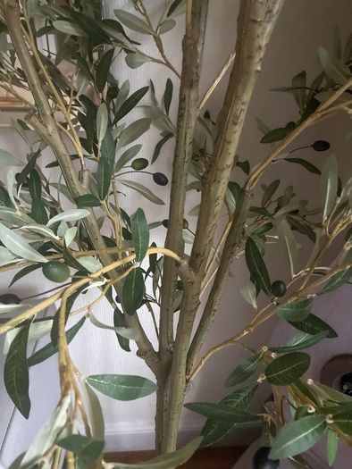 Very  large Olive tree