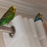 Free To Good Home 2 Budgies Image 2