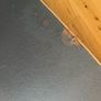Wobbel Board XL Image 4