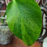 No.6 Monstera Green on Green Image 4