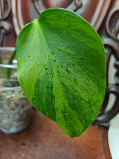 No.6 Monstera Green on Green