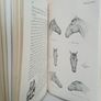 An Eye for a Horse: A Guide to Buying and Judging by Sidney G. Goldschmidt (PT257) Image 9