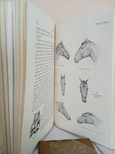 An Eye for a Horse: A Guide to Buying and Judging by Sidney G. Goldschmidt (PT257)