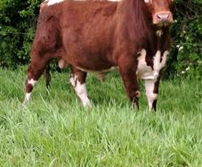 Cattle Pedigree Irish Moiled Bulls 11 months old