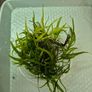 aquarium plants Image 3