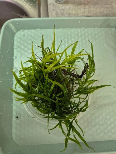 aquarium plants