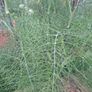 Fennel Herb Image 4