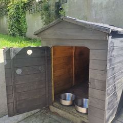 dog box