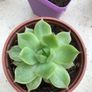 Succulents Image 6