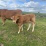 Bull Image 8