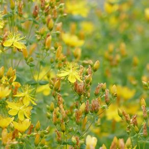 (W) St. John's Wort seeds Perennial 0.2g (183055)