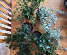 Bundle of 5 Artificial Trailing Plants (IKEA Fejka & Dunnes Stores)