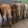 10 suckler bred heifers Image 6