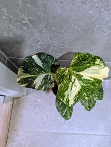Monstera Thai Constellation Plant