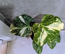 Monstera Thai Constellation Plant
