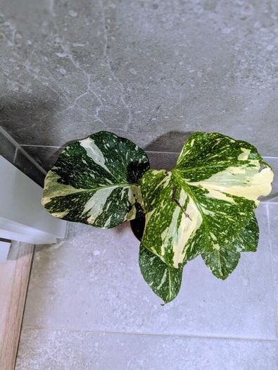 Monstera Thai Constellation Plant