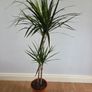 Plant Indoor Image 2