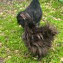 Olive Egger Rooster & Black Pekins Image 5