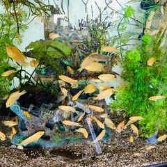 Decorate Fish tank