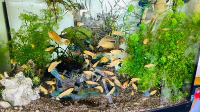 Decorate Fish tank