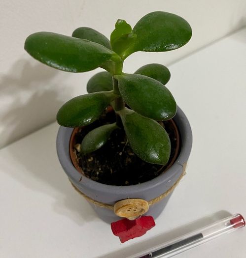 Jade plant/Money plant in Christmas theme pot