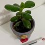 Jade plant/Money plant in Christmas theme pot Image 2
