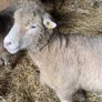 Dorset sheep/ rams Image 9