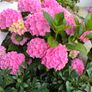 garden plants Image 4