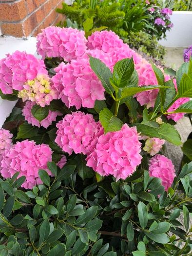 garden plants